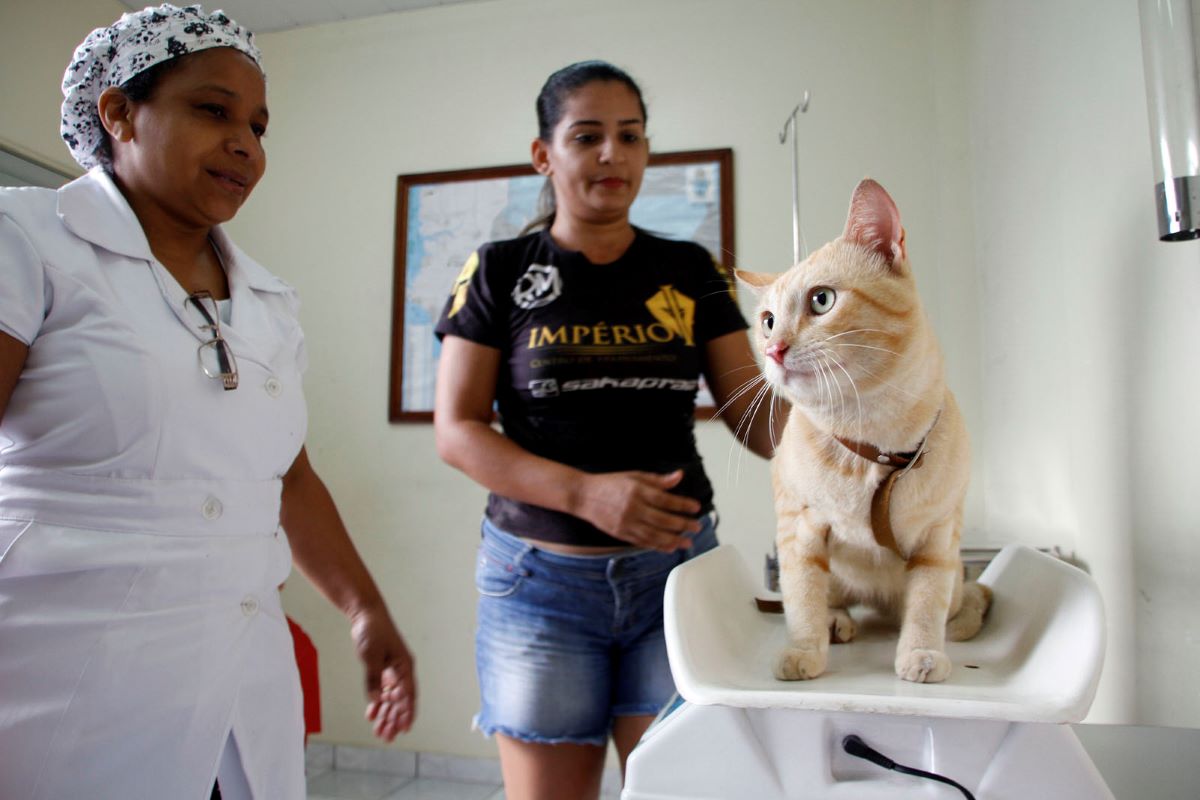 Manaus inicia agendamento on-line para castração de cães e gatos no castramóvel Caramelo com cirurgias em outubro