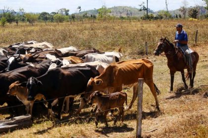 PL 3233/26 condiciona acesso a crédito rural à rastreabilidade individual de bovinos e búfalos na Amazônia Legal
